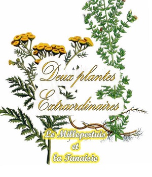 DEUX PLANTES EXTRAORDINAIRES - LE MILLEPERTUIS ET LA TANAISIE